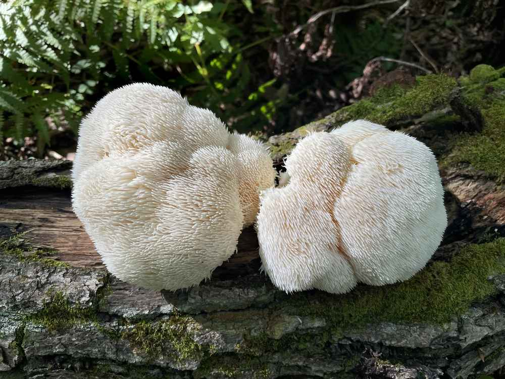 Read more about the article Fókusz kávé nélkül?  Lion’s Mane, a kávé természetes alternatívája